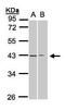 Galanin receptor type 2 antibody, PA5-21303, Invitrogen Antibodies, Western Blot image 