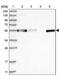 Family With Sequence Similarity 98 Member A antibody, PA5-57583, Invitrogen Antibodies, Western Blot image 
