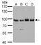 Sorting Nexin 25 antibody, PA5-78595, Invitrogen Antibodies, Western Blot image 