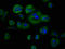 Cytochrome b-245 light chain antibody, LS-C669970, Lifespan Biosciences, Immunofluorescence image 