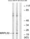Mitochondrial Ribosomal Protein L50 antibody, GTX87263, GeneTex, Western Blot image 