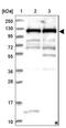 M-Phase Phosphoprotein 8 antibody, NBP1-92135, Novus Biologicals, Western Blot image 