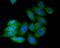 NADH:Ubiquinone Oxidoreductase Subunit A13 antibody, NBP2-75517, Novus Biologicals, Immunofluorescence image 