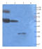 Claudin 5 antibody, orb10416, Biorbyt, Western Blot image 
