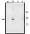 Visual system homeobox 2 antibody, PA1-12566, Invitrogen Antibodies, Western Blot image 