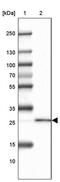 Receptor expression-enhancing protein 2 antibody, PA5-56867, Invitrogen Antibodies, Western Blot image 