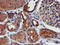 Iduronate 2-Sulfatase antibody, LS-C173733, Lifespan Biosciences, Immunohistochemistry frozen image 