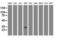 Zinc Finger AN1-Type Containing 5 antibody, M11963, Boster Biological Technology, Western Blot image 