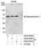 PKC-zeta-interacting protein antibody, A302-855A, Bethyl Labs, Immunoprecipitation image 