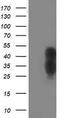 TAZ antibody, TA503438, Origene, Western Blot image 