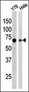 RAD9 Checkpoint Clamp Component A antibody, AP12691PU-N, Origene, Western Blot image 