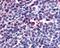 Attractin antibody, 48-352, ProSci, Immunohistochemistry paraffin image 