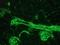 Vimentin antibody, NBP1-97671, Novus Biologicals, Immunohistochemistry frozen image 