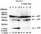Caspase 2 antibody, ALX-804-356-C100, Enzo Life Sciences, Western Blot image 