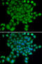 Enhancer of filamentation 1 antibody, 18-685, ProSci, Immunofluorescence image 