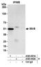 Small RNA Binding Exonuclease Protection Factor La antibody, A303-901A, Bethyl Labs, Immunoprecipitation image 