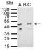 RFP antibody, NBP2-43713, Novus Biologicals, Immunoprecipitation image 