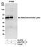 AMPS antibody, A304-778A, Bethyl Labs, Immunoprecipitation image 
