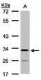 Hypothetical protein LOC55286 antibody, orb74260, Biorbyt, Western Blot image 