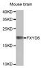 FXYD domain-containing ion transport regulator 6 antibody, LS-C335502, Lifespan Biosciences, Western Blot image 