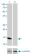 Id-3 antibody, LS-C197485, Lifespan Biosciences, Western Blot image 