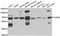 Poly(U) Binding Splicing Factor 60 antibody, A6709, ABclonal Technology, Western Blot image 