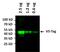 V5 epitope tag antibody, 37-7500-A488, Invitrogen Antibodies, Western Blot image 