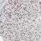 Bromodomain Containing 7 antibody, FNab00948, FineTest, Immunohistochemistry frozen image 