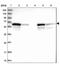 D-Glutamate Cyclase antibody, NBP1-81920, Novus Biologicals, Western Blot image 