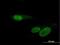 RNA Binding Motif Protein, Y-Linked, Family 1, Member J antibody, H00159163-B01P, Novus Biologicals, Immunofluorescence image 