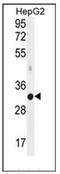 hMed6 antibody, AP52658PU-N, Origene, Western Blot image 