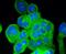 Vitronectin antibody, NBP2-67511, Novus Biologicals, Immunofluorescence image 