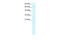 HIV-1 Tat Specific Factor 1 antibody, 27-429, ProSci, Enzyme Linked Immunosorbent Assay image 