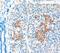 LDL Receptor Related Protein 5 antibody, TA305828, Origene, Immunohistochemistry paraffin image 