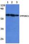 Cytochrome P450 Family 26 Subfamily C Member 1 antibody, A02667-1, Boster Biological Technology, Western Blot image 
