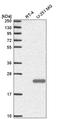 Sperm Acrosome Associated 9 antibody, HPA051600, Atlas Antibodies, Western Blot image 