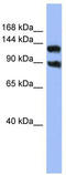 Potassium Voltage-Gated Channel Subfamily H Member 3 antibody, TA338568, Origene, Western Blot image 