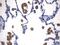 Kdap antibody, UM870105, Origene, Immunohistochemistry frozen image 