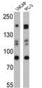 SRC1 antibody, GTX15795, GeneTex, Western Blot image 