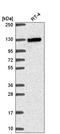 Myosin-XIX antibody, HPA059715, Atlas Antibodies, Western Blot image 