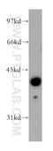 Fibromodulin antibody, 13281-1-AP, Proteintech Group, Western Blot image 