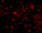 Glucosamine-6-Phosphate Deaminase 2 antibody, A06565, Boster Biological Technology, Immunofluorescence image 