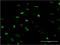 MEFV Innate Immuity Regulator, Pyrin antibody, H00004210-M02, Novus Biologicals, Immunocytochemistry image 