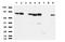 MutL Homolog 1 antibody, UM870083, Origene, Western Blot image 