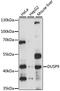 Dual Specificity Phosphatase 9 antibody, 19-181, ProSci, Western Blot image 