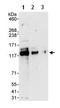 DAB2 Interacting Protein antibody, ab87811, Abcam, Western Blot image 