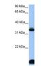 Forkhead Box I3 antibody, NBP1-91397, Novus Biologicals, Western Blot image 