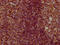 Cornifelin antibody, LS-C680293, Lifespan Biosciences, Immunohistochemistry paraffin image 