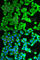 Ribosomal Protein Lateral Stalk Subunit P0 antibody, A5557, ABclonal Technology, Immunofluorescence image 