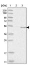 N-Terminal EF-Hand Calcium Binding Protein 1 antibody, PA5-56695, Invitrogen Antibodies, Western Blot image 
